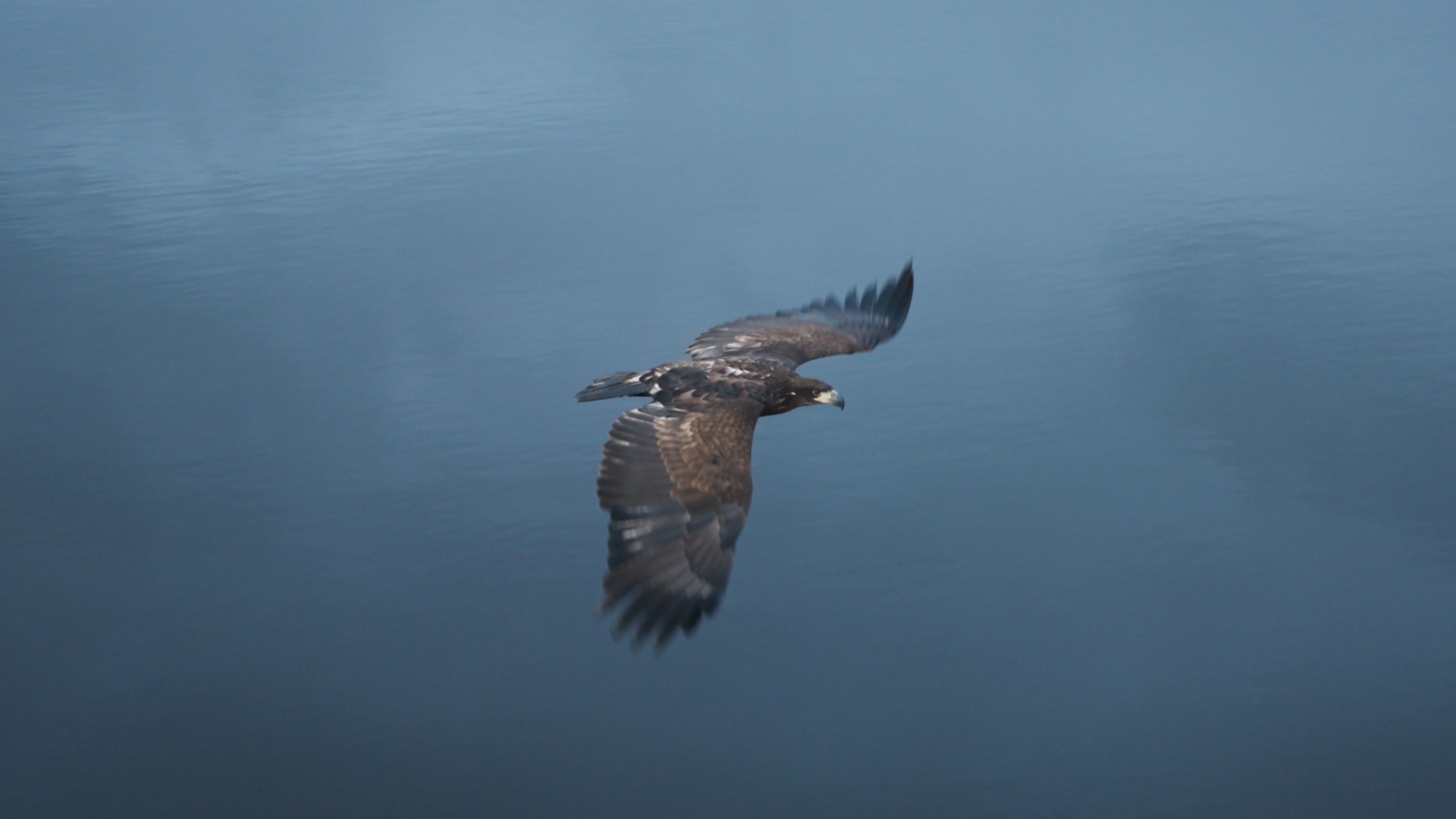 Česká soutěž Orel letí nad vodní hladinou.